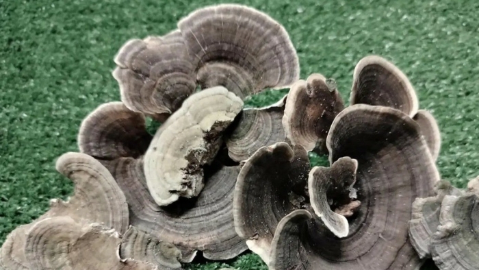 Trametes versicolor