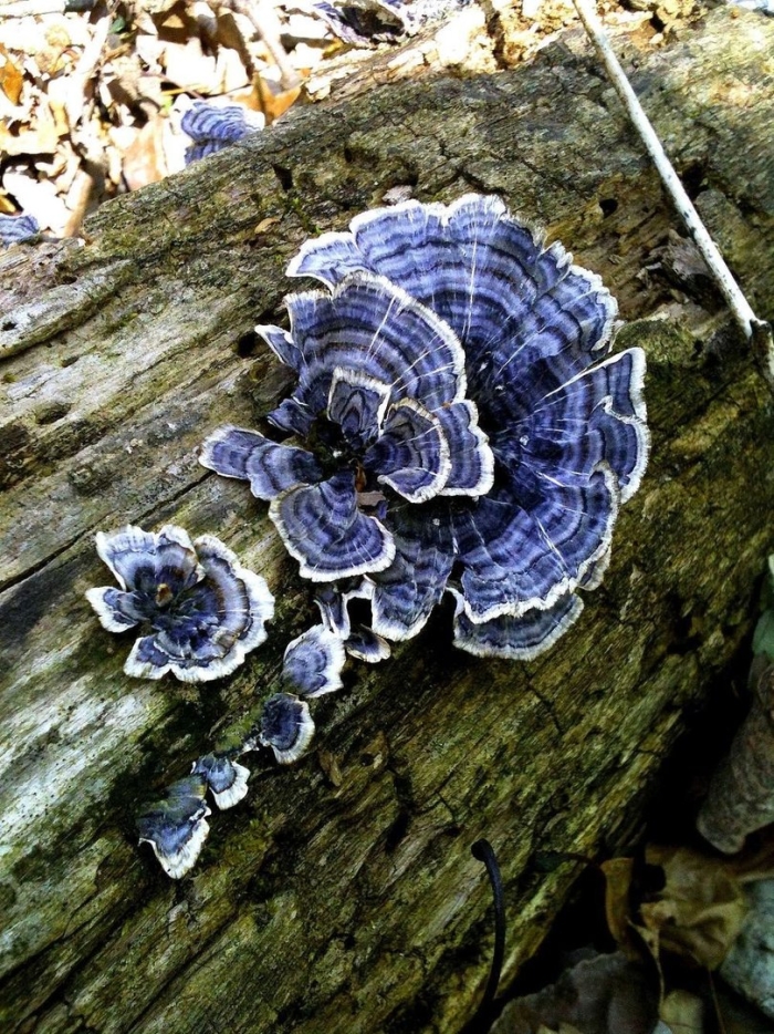 Trametes versicolor