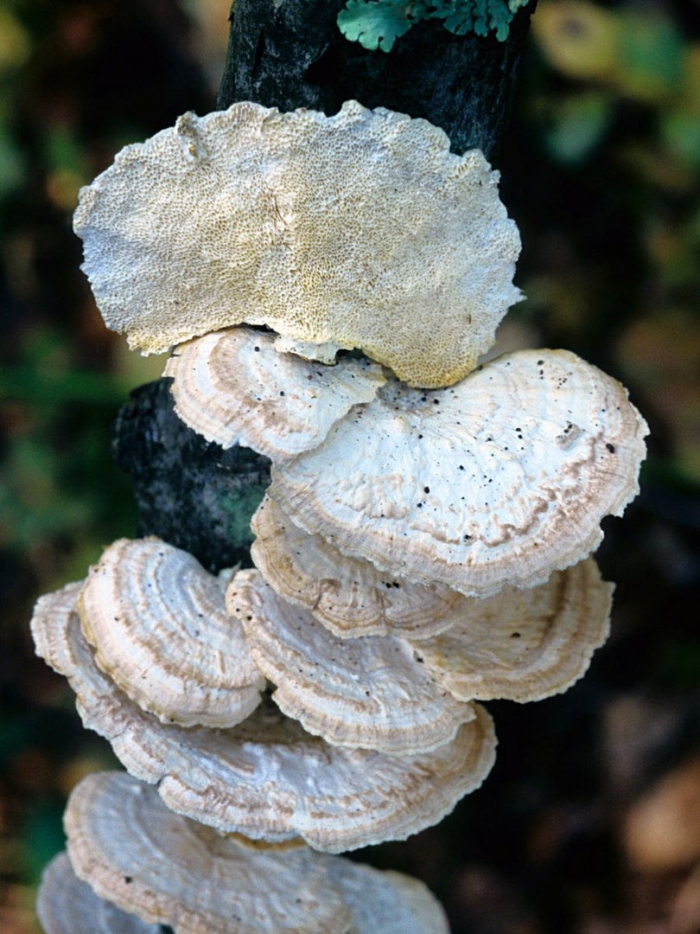 Trametes pubescens