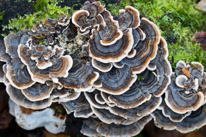 Trametes versicolor