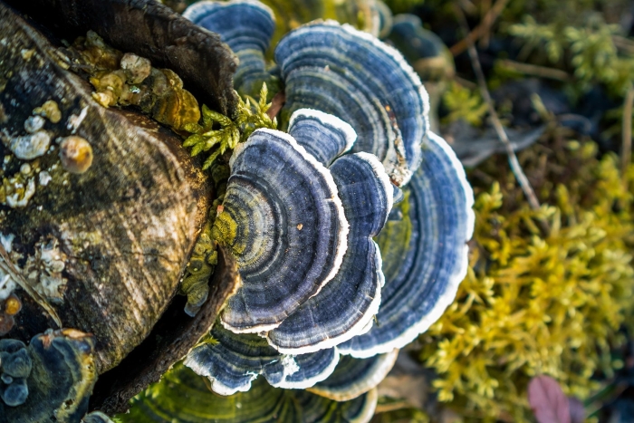 Trametes versicolor