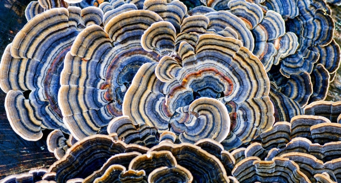 Trametes versicolor