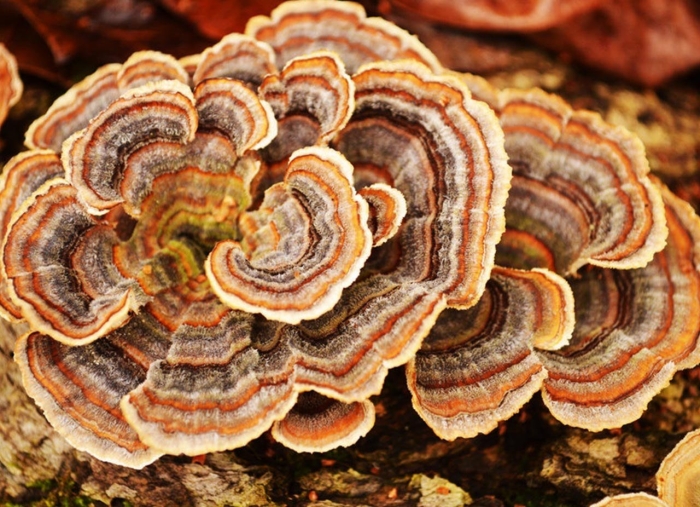Трутовик траметес разноцветный trametes versicolor