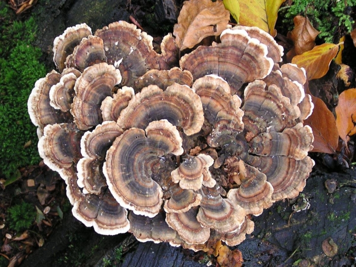 Trametes versicolor