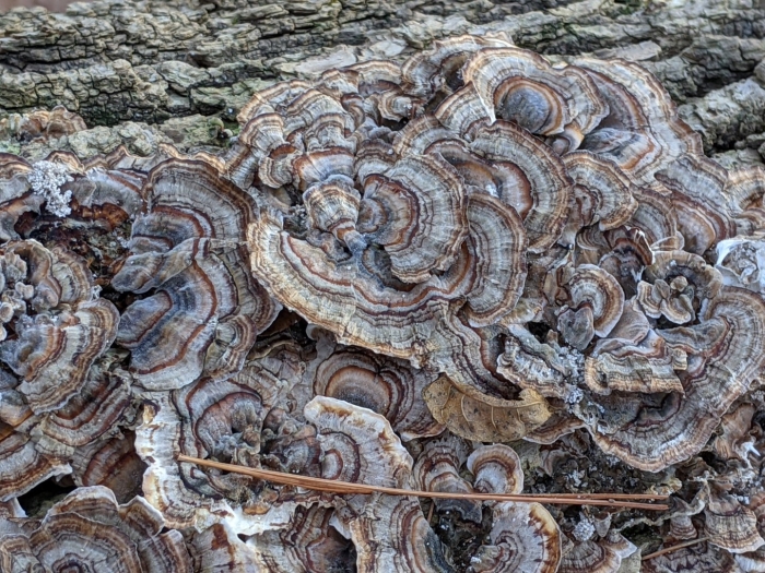 Trametes versicolor