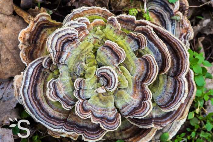 Траметес зеленый