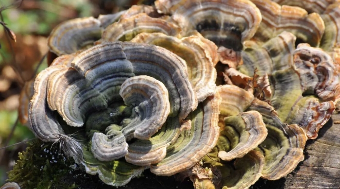 Trametes versicolor
