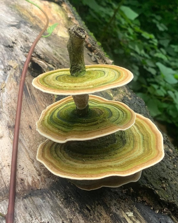 Гриб трутовик