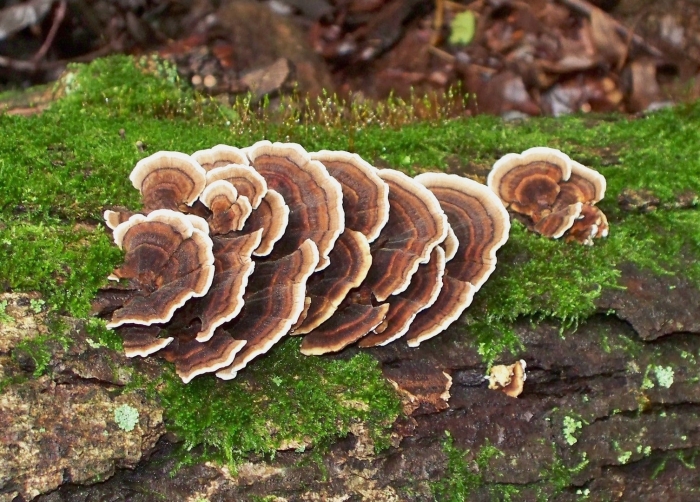Trametes versicolor