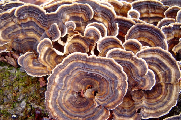 Трутовик траметес разноцветный trametes versicolor