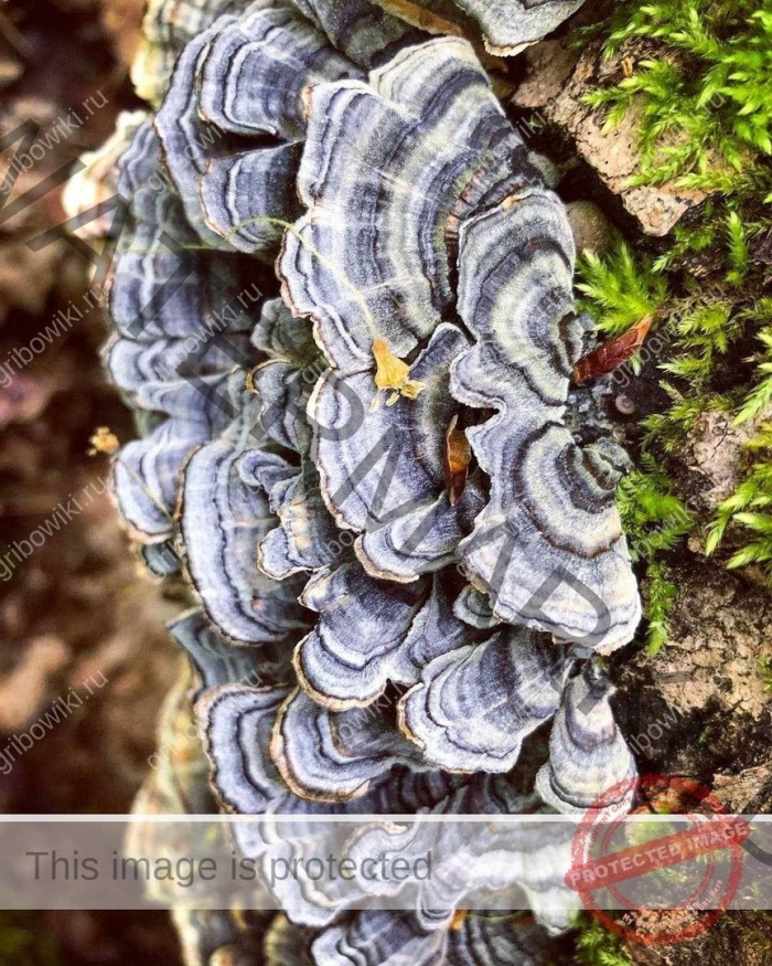 Трутовик траметес