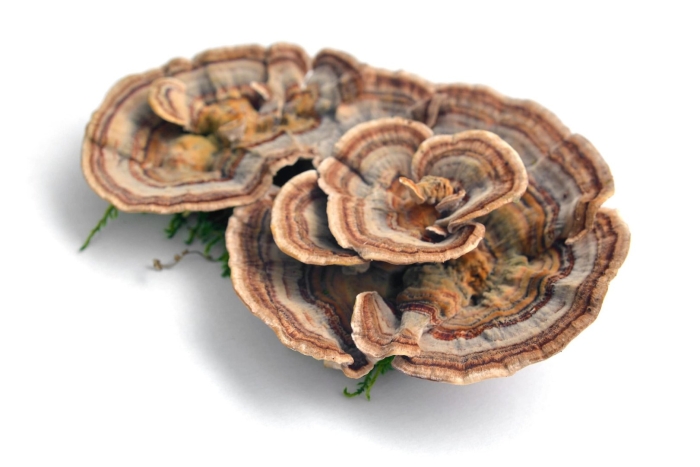 Траметес разноцветный (trametes versicolor)