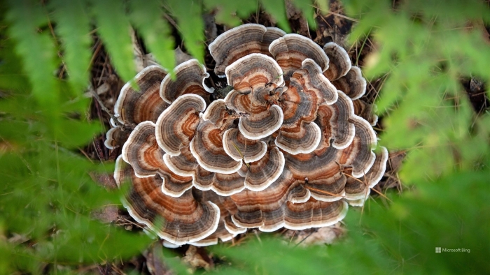 Trametes versicolor