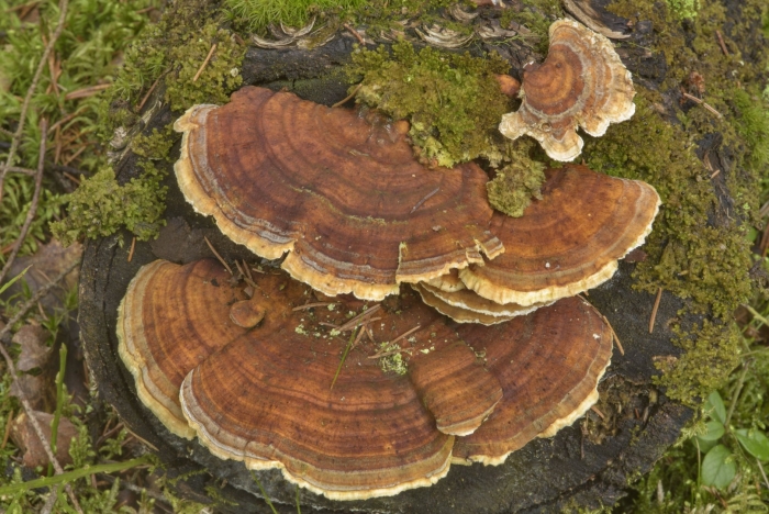 Trametes versicolor