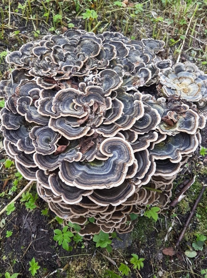 Траметес разноцветный гриб