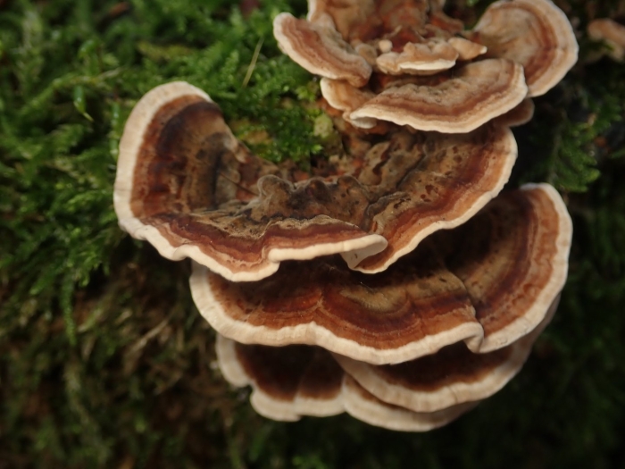 Гриб траметес