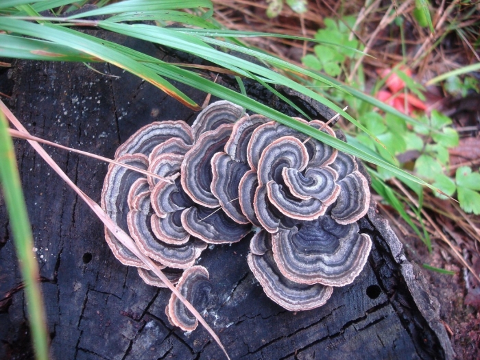 Trametes versicolor (траметес разноцветный) гименофор