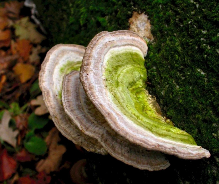 Trametes gibbosa