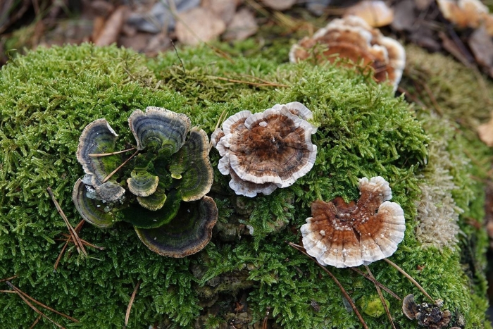 Траметес разноцветный гриб