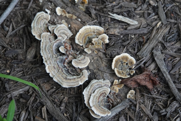 Траметес трога