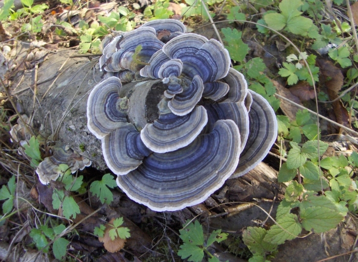 Trametes versicolor