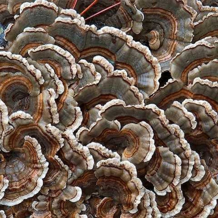 Turkey tail mushroom