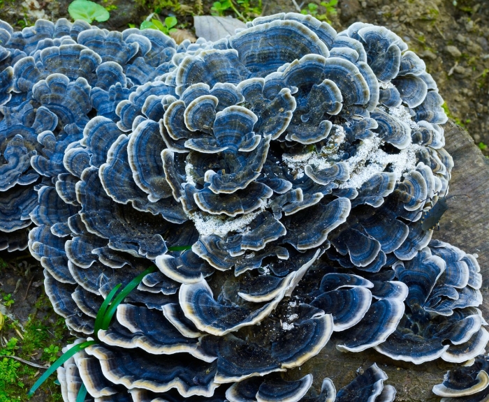 Trametes versicolor