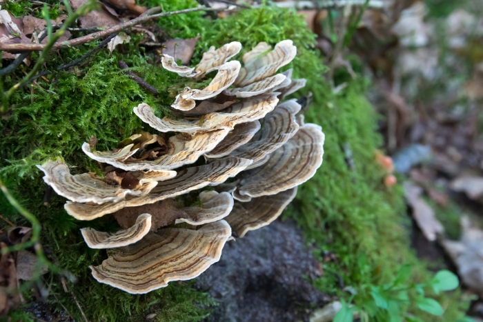 Trametes versicolor