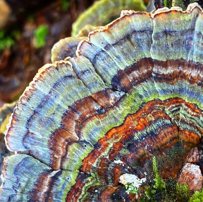 Trametes versicolor