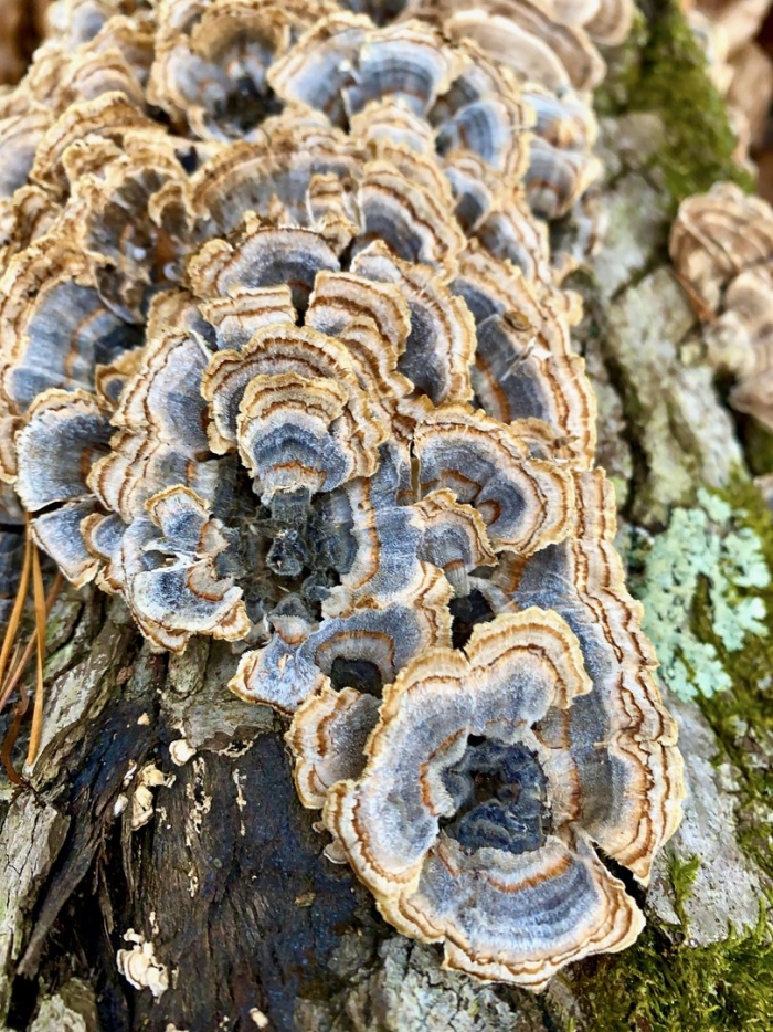 Trametes versicolor
