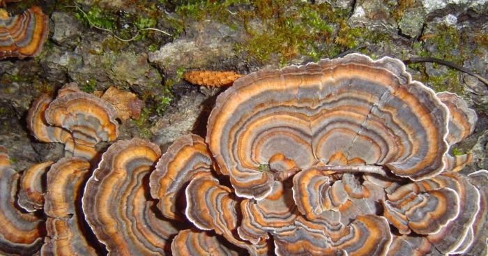 Trametes versicolor