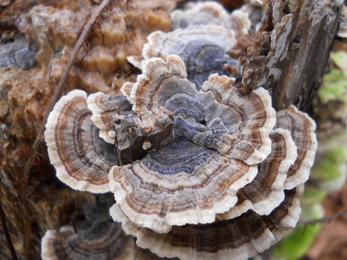 Траметес разноцветный гриб