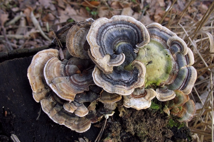 Трутовик траметес