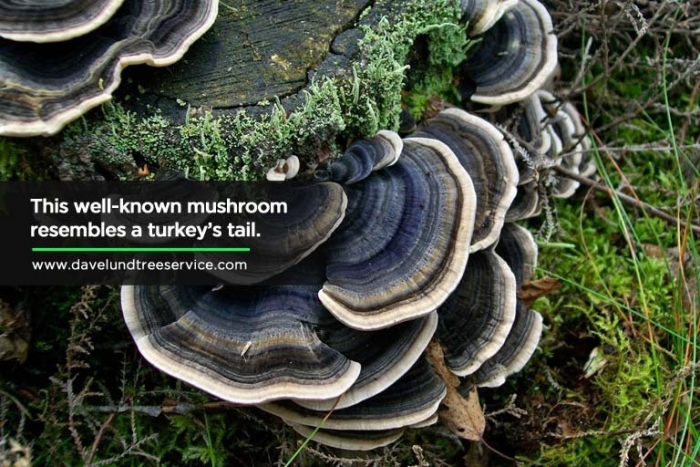 Edible mushroom