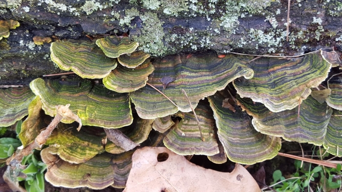 Траметес жёстковолосистый