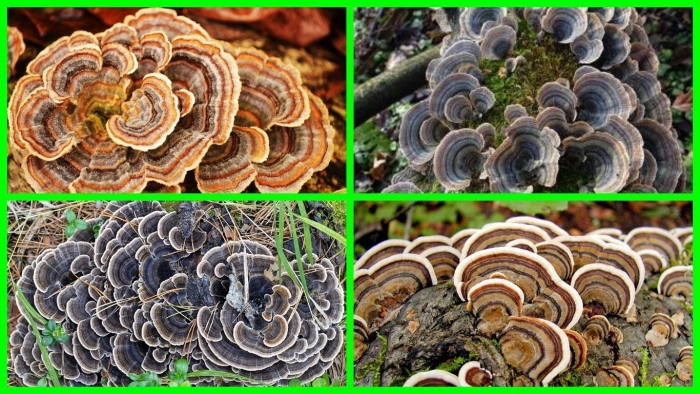 Трутовик траметес разноцветный trametes versicolor