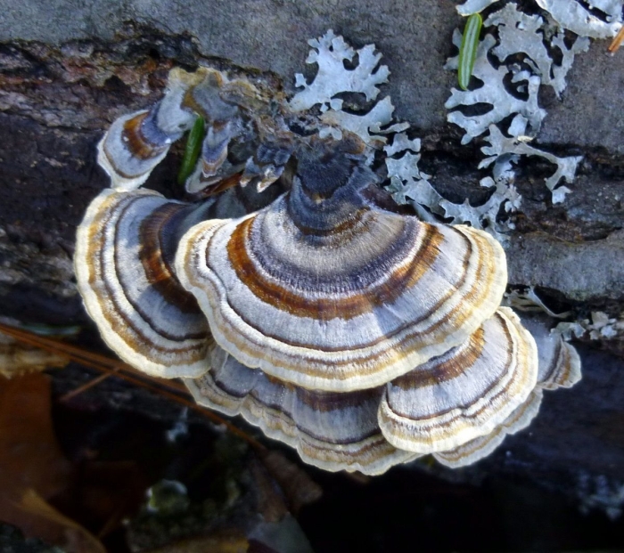 Trametes versicolor