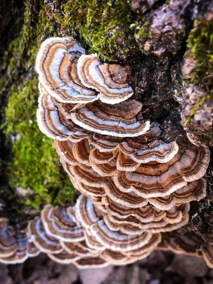 Trametes versicolor