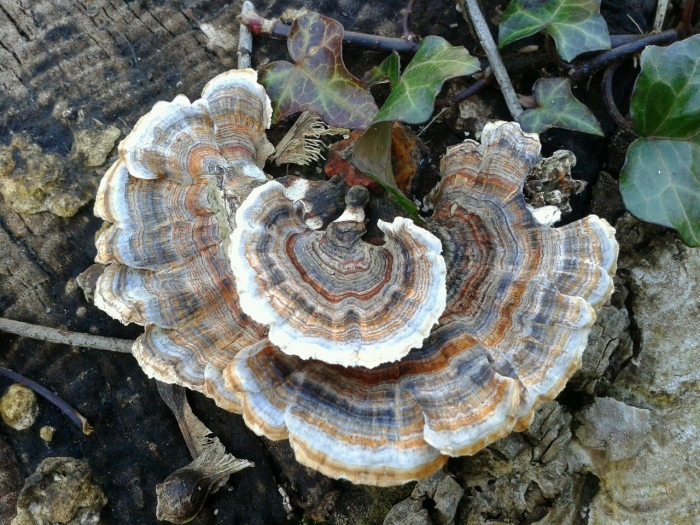 Trametes versicolor