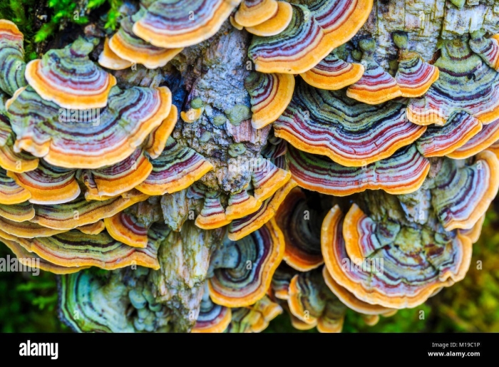 Трутовик траметес