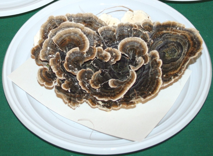 Turkey tail гриб