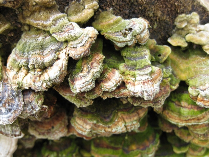 Trametes versicolor