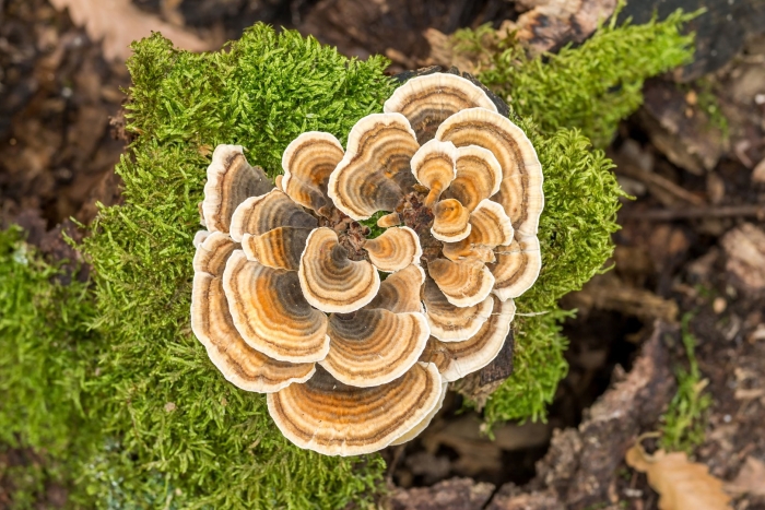 Trametes versicolor