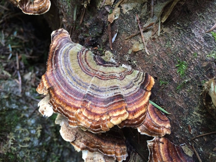 Trametes versicolor