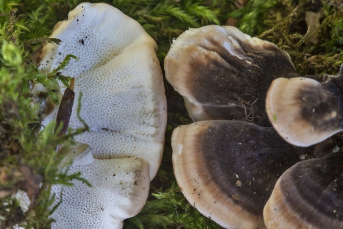 Грибы ежовик студенистый