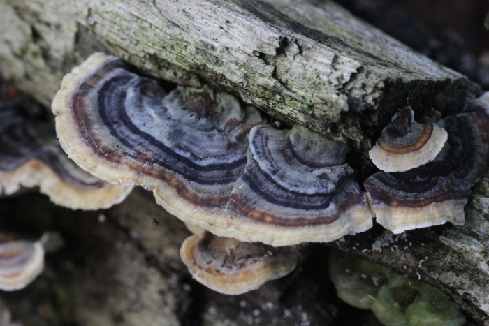 Trametes versicolor