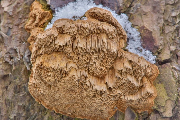 Сосновая губка phellinus pini