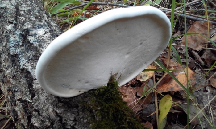 Ложный трутовик березовый