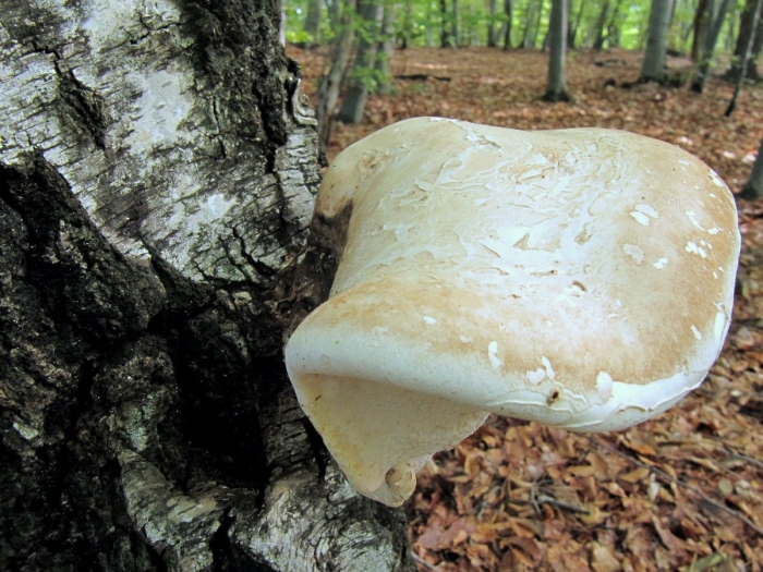 Piptoporus betulinus