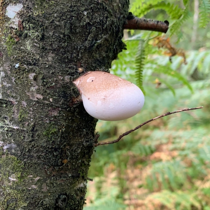 Трутовик берёзовый (fomitopsis betulina)